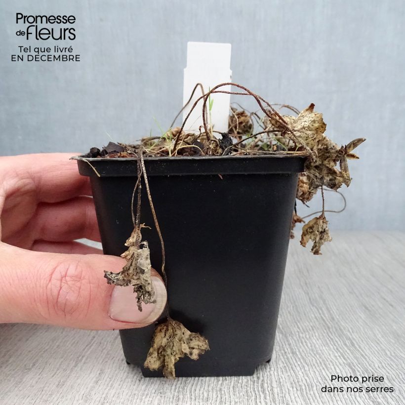 Viola sororia Albiflora - Violeta Maceta de 8/9 cm Ejemplar entregado en invierno