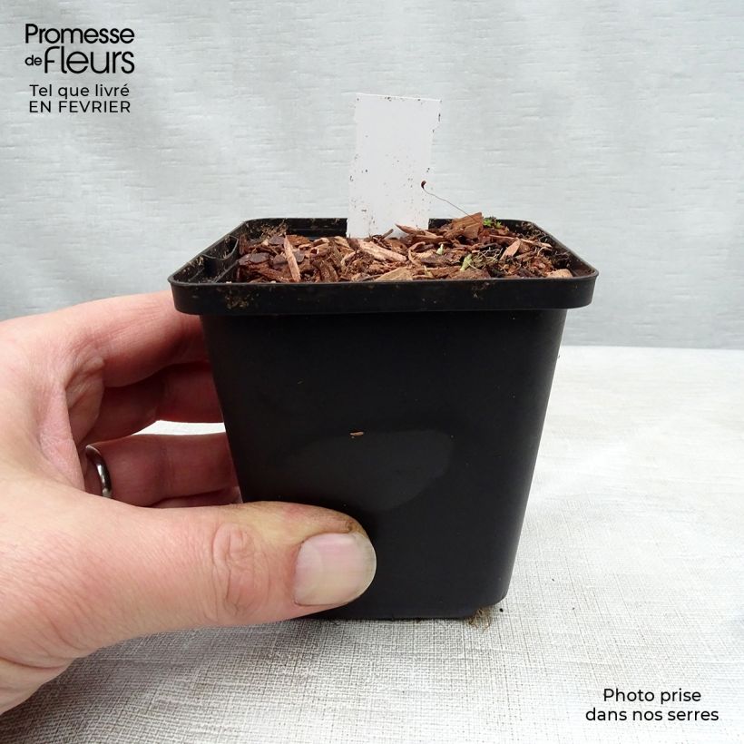 Viola sororia Freckles - Violeta Maceta de 8/9 cm Ejemplar entregado en invierno