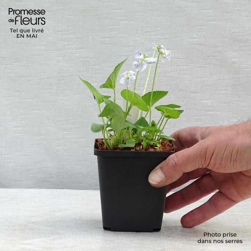 Viola sororia Freckles - Violeta Maceta de 8/9 cm Ejemplar entregado en la primavera