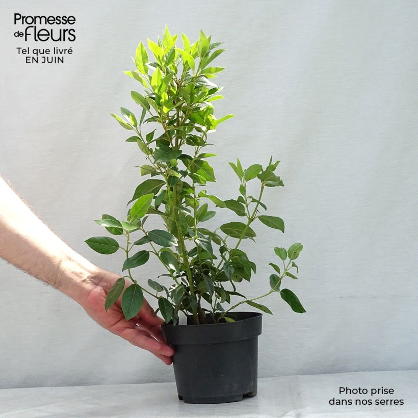 Ejemplar de Viburnum tinus Spirit - Durillo Maceta 1,5L/2L entregado en verano
