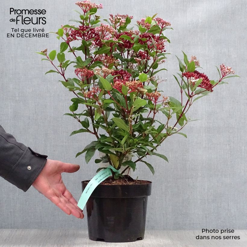Viburnum tinus Spirit - Durillo Maceta 1,5L/2L Ejemplar entregado en invierno