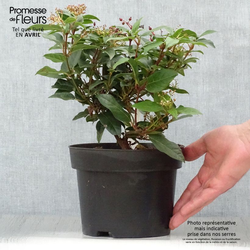 Viburnum tinus Spirit - Durillo Maceta 1,5L/2L Ejemplar entregado en la primavera