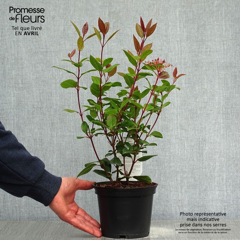 Viburnum tinus Spirit - Durillo Maceta 3L/4L Ejemplar entregado en la primavera