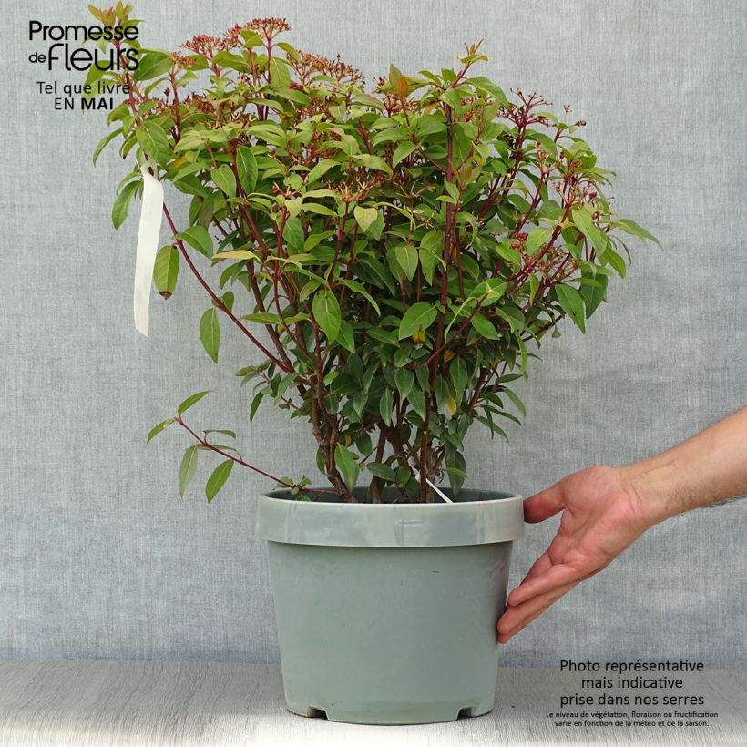 Viburnum tinus Spirit - Durillo Maceta 7,5L/10L Ejemplar entregado en la primavera