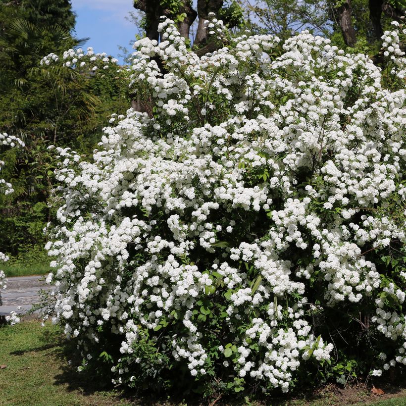 Durillo - Viburnum tinus (Porte)