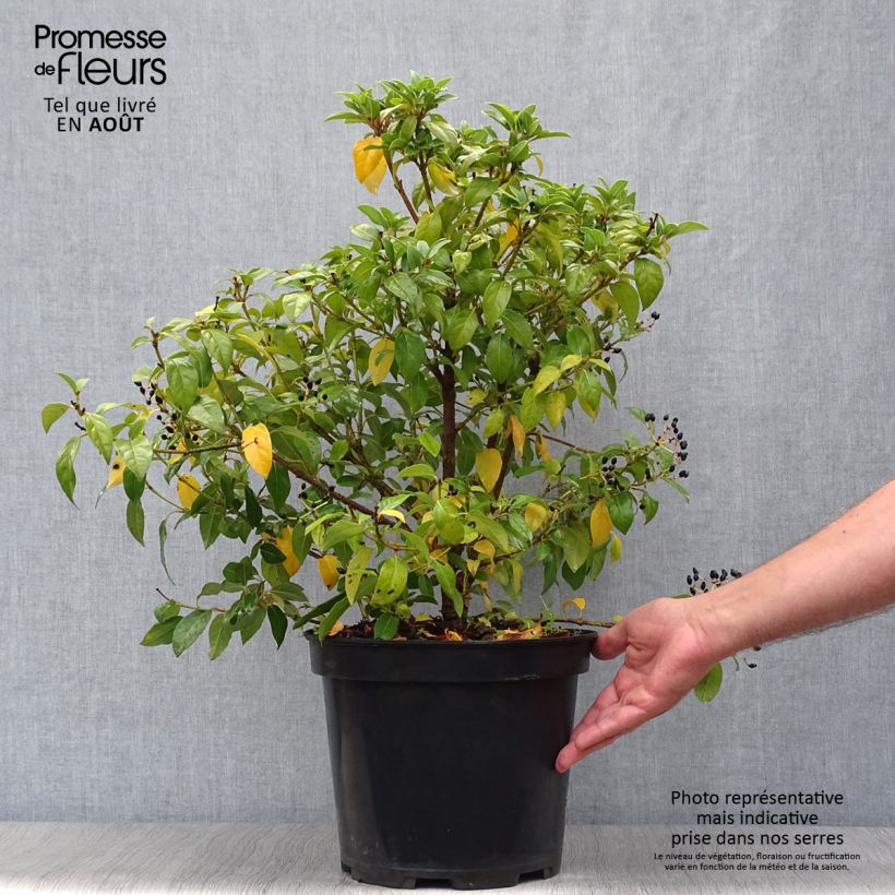 Ejemplar de Durillo - Viburnum tinus Maceta 7,5L/10L entregado en verano