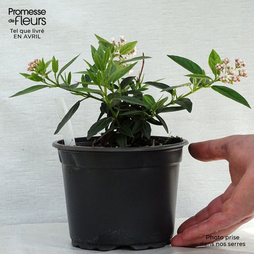 Durillo - Viburnum tinus Maceta 2L/3L Ejemplar entregado en la primavera