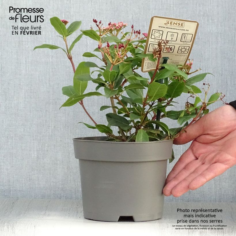 Viburnum tinus Gwenllian - Durillo Maceta 2L/3L Ejemplar entregado en invierno