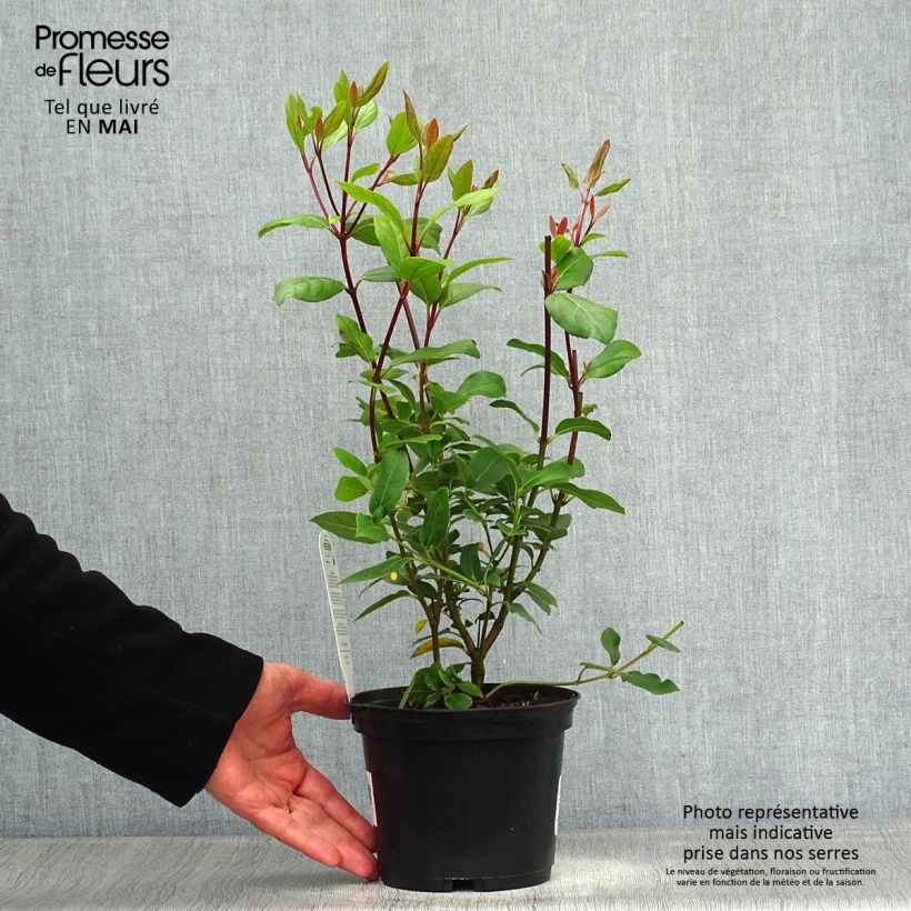 Viburnum tinus Gwenllian - Durillo Maceta 2L/3L Ejemplar entregado en la primavera