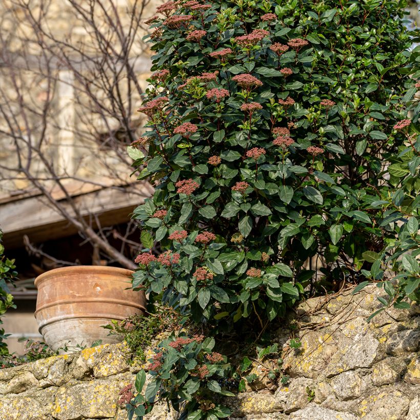 Viburnum tinus Gwenllian - Durillo (Porte)
