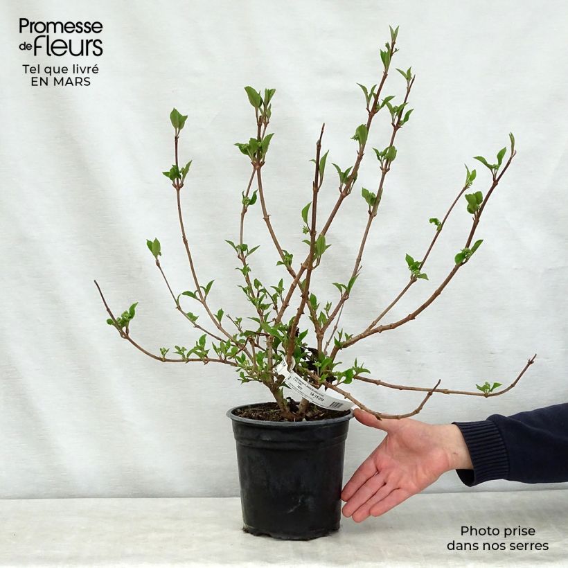 Viburnum plicatum Mariesii Great Star - Viburno de China Maceta 4L/5L Ejemplar entregado en la primavera