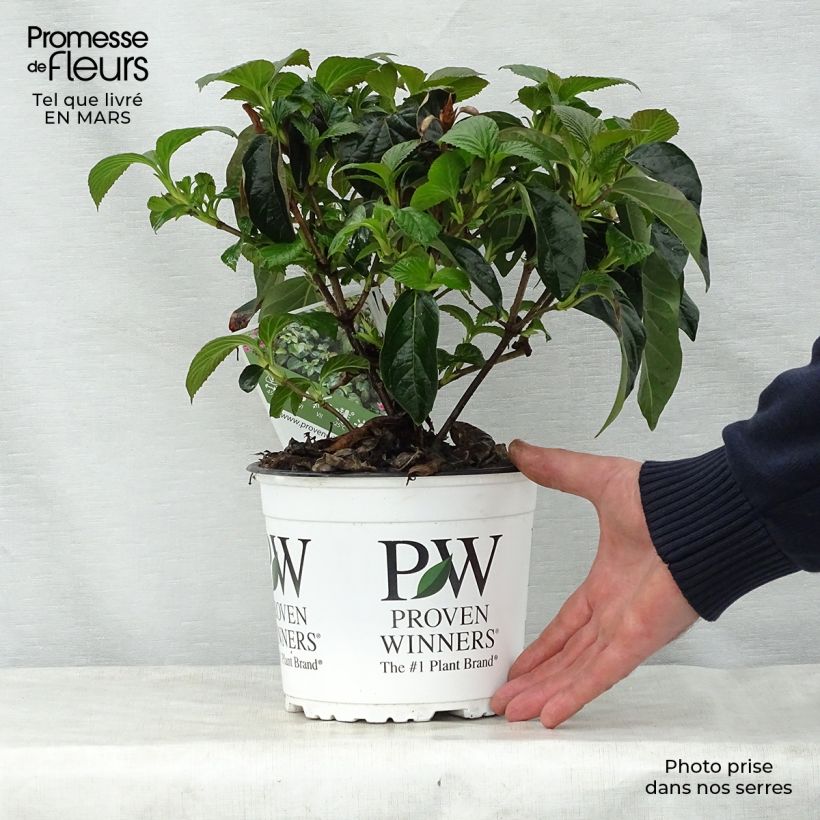 Viburnum Shiny Dancer - Viburno Maceta 3L/4L Ejemplar entregado en la primavera