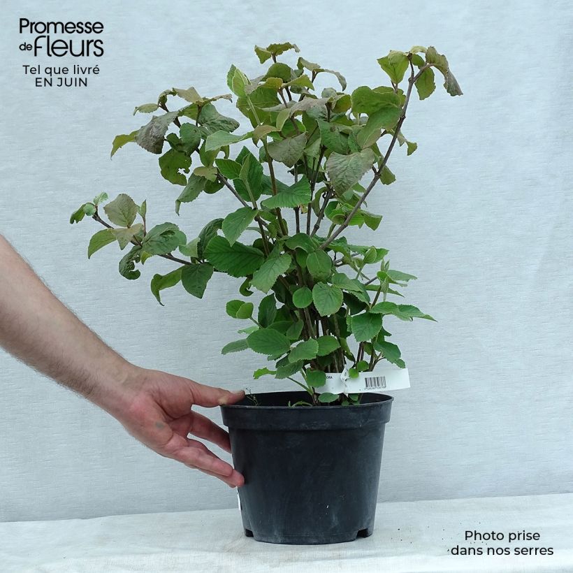 Ejemplar de Viburnum carlesii Aurora - Viburno Maceta 3L/4L entregado en verano