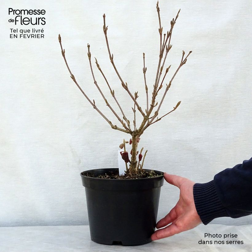 Viburnum carlesii Aurora - Viburno Maceta 3L/4L Ejemplar entregado en invierno