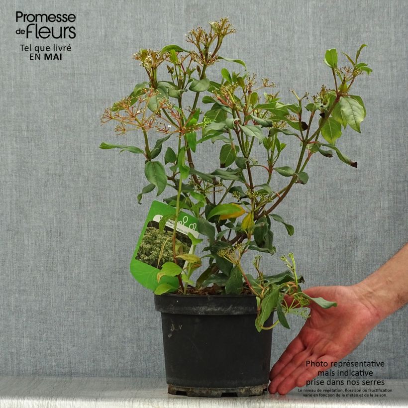 Viburnum davidii Jermyns Globe - Viburno chino Maceta 3L/4L Ejemplar entregado en la primavera