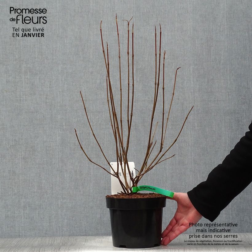 Viburnum nudum Brandywine - Viburno Maceta 2L/3L Ejemplar entregado en invierno