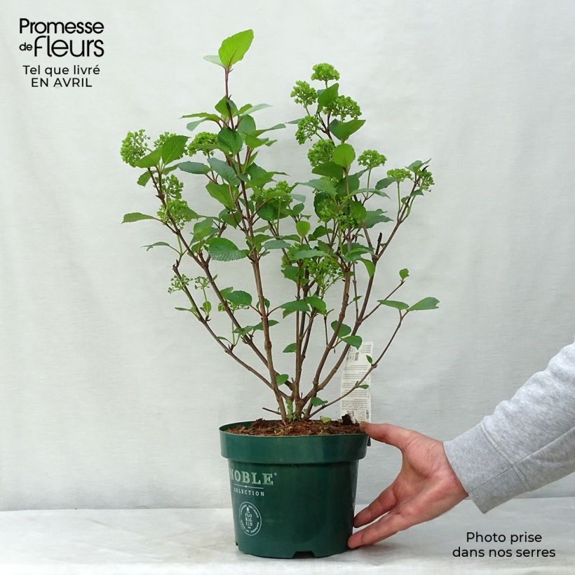 Viburnum plicatum Grandiflorum Noble - Viburno de China Maceta 2L/3L Ejemplar entregado en la primavera