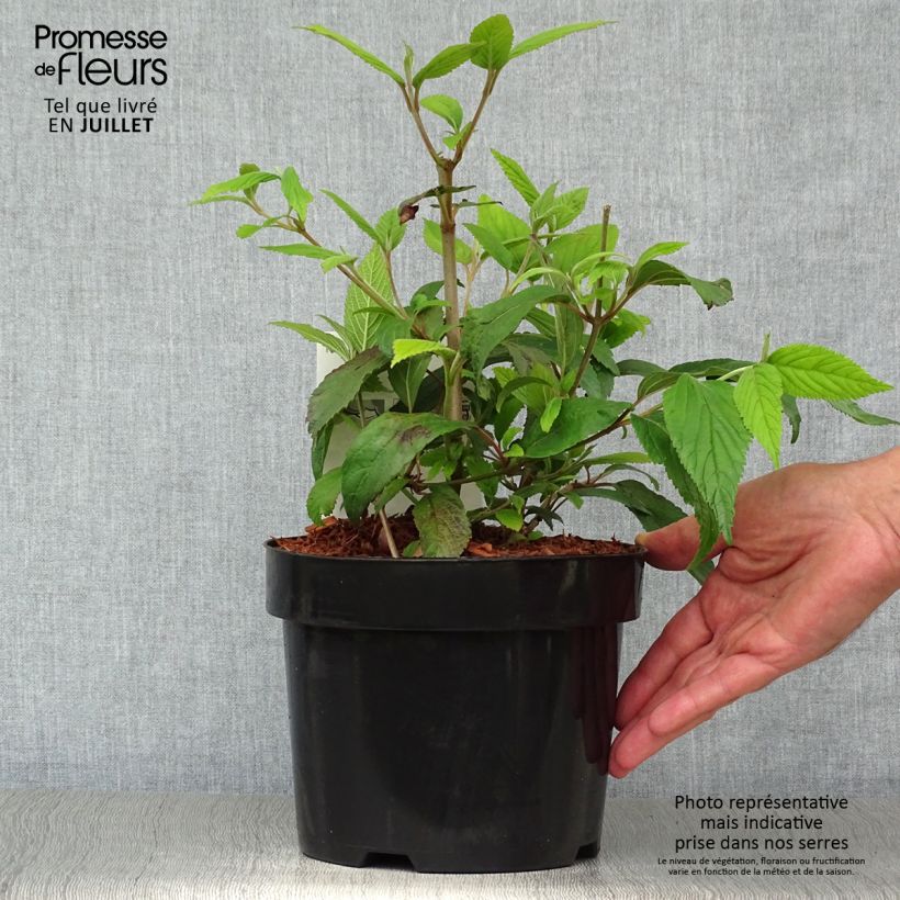Ejemplar de Viburnum plicatum Kilimanjaro - Viburno de China Maceta 2L/3L entregado en verano