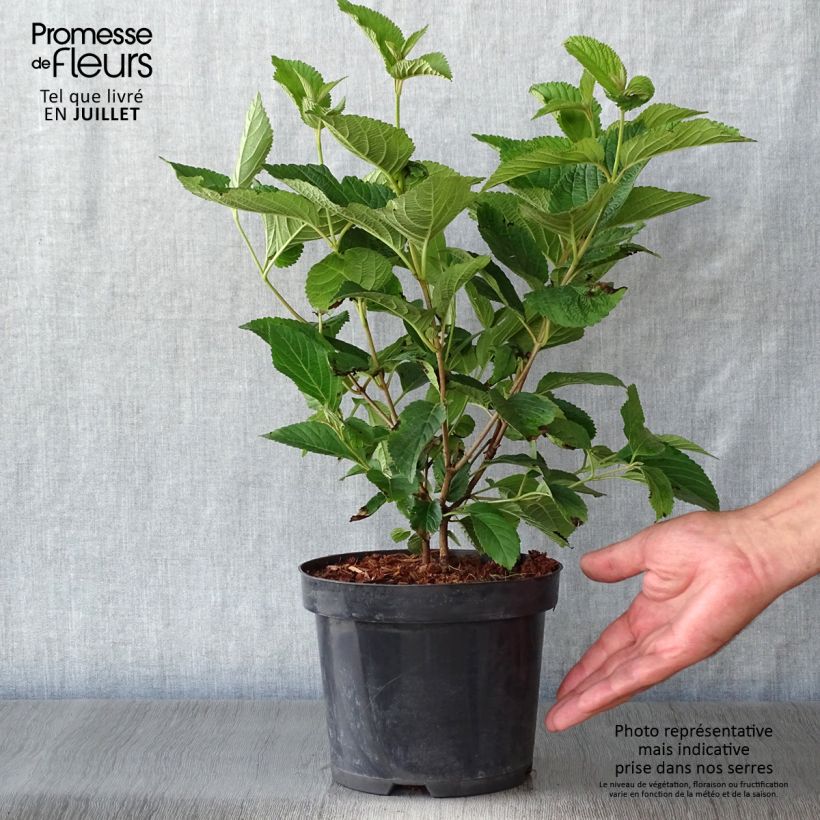 Ejemplar de Viburnum plicatum Lanarth - Viburno de China Maceta 2L/3L entregado en verano