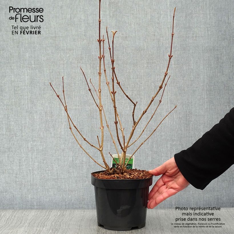 Viburnum plicatum Lanarth - Viburno de China Maceta 2L/3L Ejemplar entregado en invierno