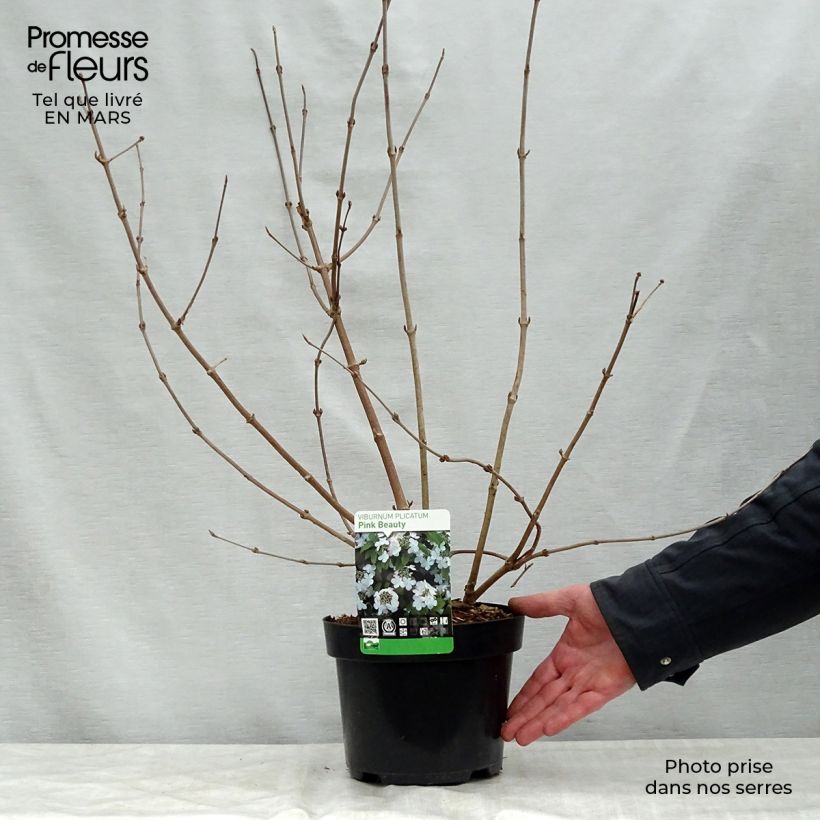 Viburnum plicatum Pink Beauty - Viburno de China Maceta 2L/3L Ejemplar entregado en la primavera