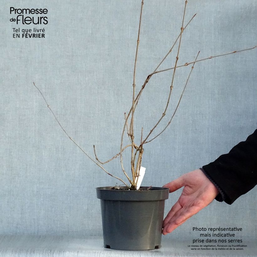 Viburnum plicatum Pink Beauty - Viburno de China Maceta 2L/3L Ejemplar entregado en invierno