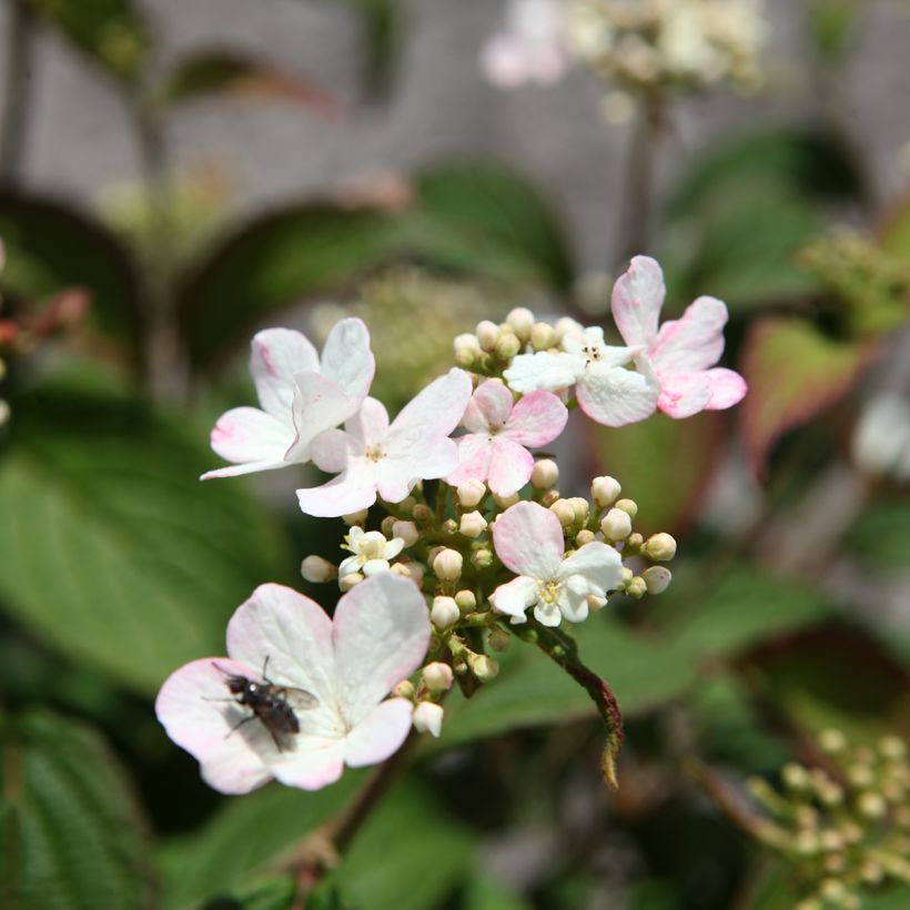 Viburnum plicatum Pinkawai - Viburno de China (Floración)
