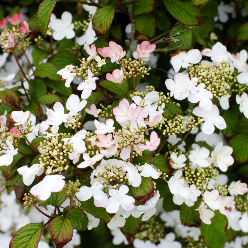 Viburnum plicatum Pinkawai - Viburno de China (Porte)