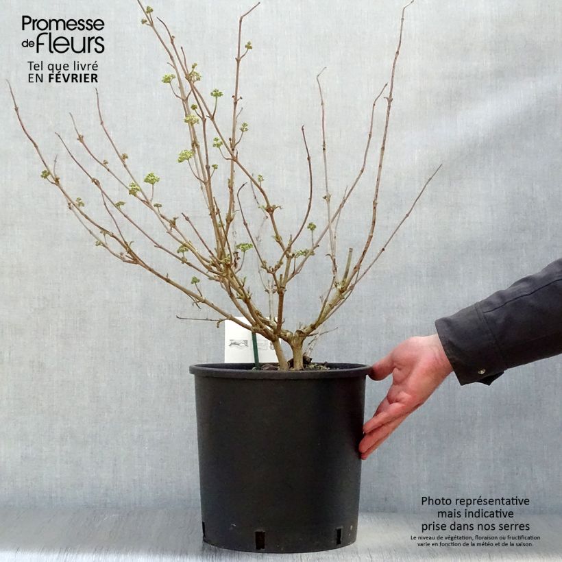 Viburnum plicatum Popcorn - Viburno de China Maceta 12L/15L Ejemplar entregado en invierno