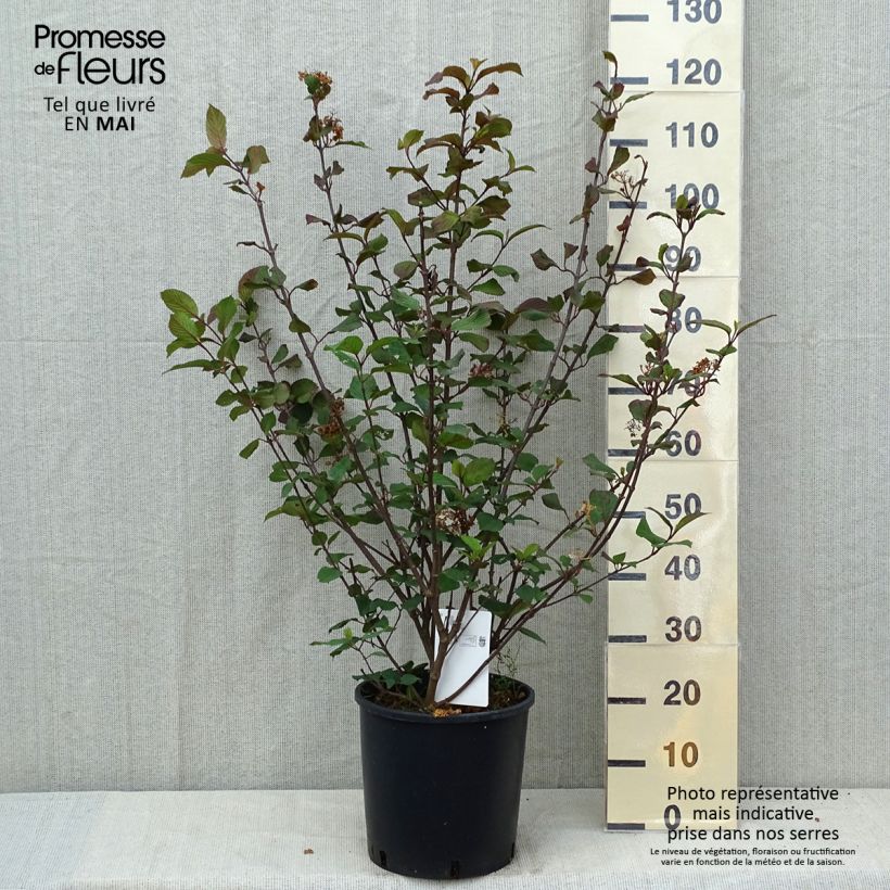 Viburnum plicatum Popcorn - Viburno de China Maceta 12L/15L Ejemplar entregado en la primavera