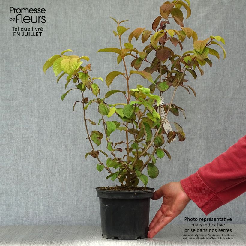 Ejemplar de Viburnum plicatum Popcorn - Viburno de China Maceta 3L/4L entregado en verano
