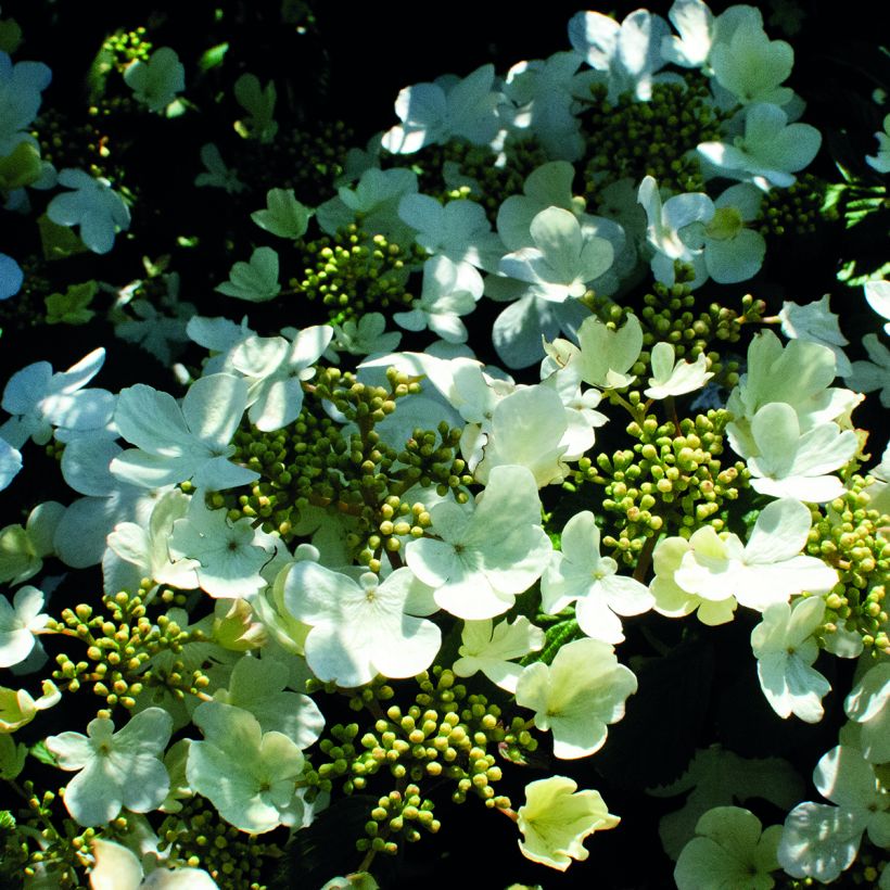Viburnum plicatum Shirogami - Viburno de China (Floración)
