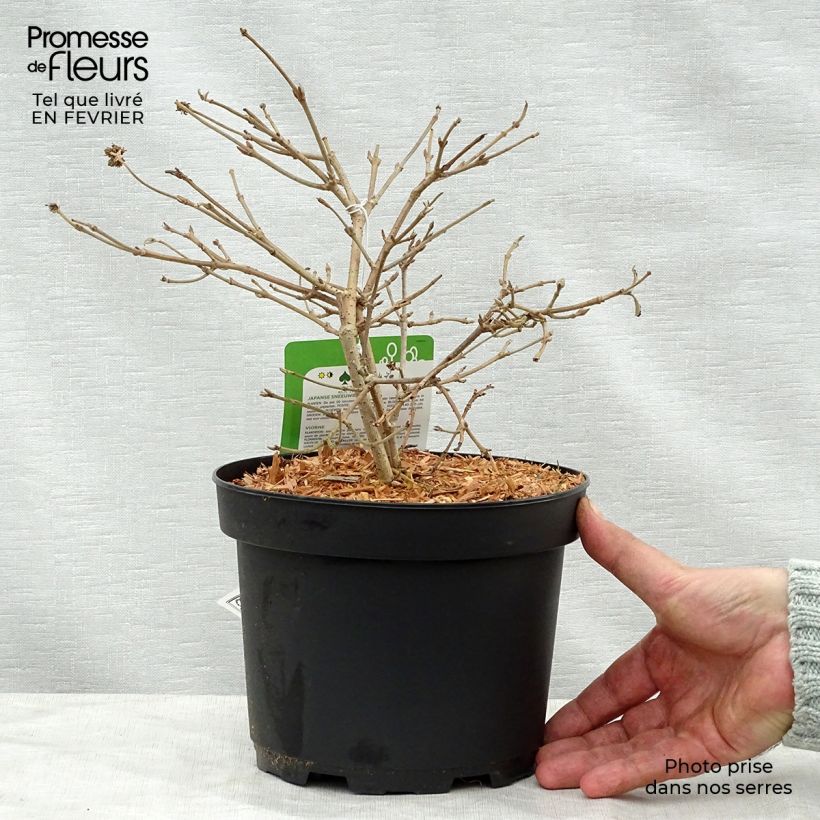 Viburnum plicatum Summer Snow Flake - Viburno de China Maceta 2L/3L Ejemplar entregado en invierno