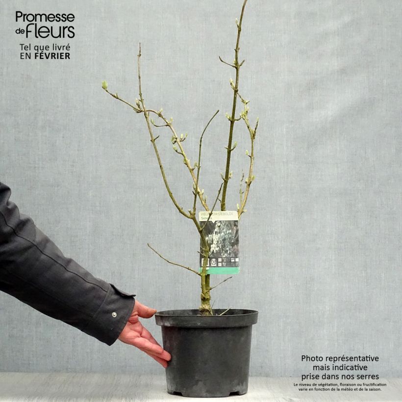 Viburnum sieboldii Seneca - Viburno Maceta 4L/5L Ejemplar entregado en invierno
