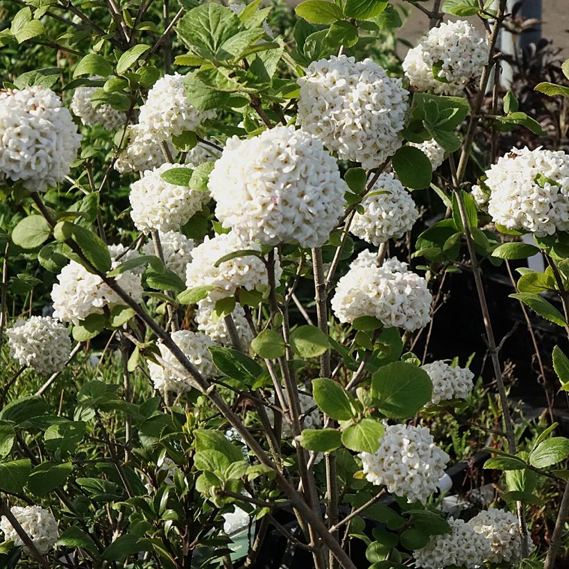 Viburnum carlcephalum - Viburno (Floración)