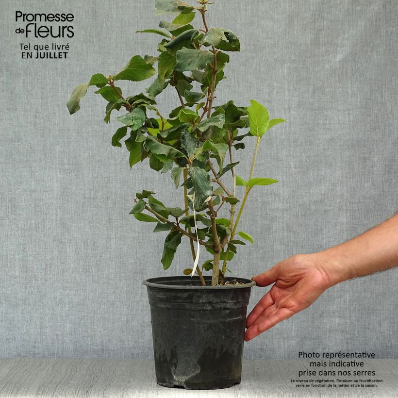 Ejemplar de Viburnum carlcephalum - Viburno Maceta 3L/4L entregado en verano