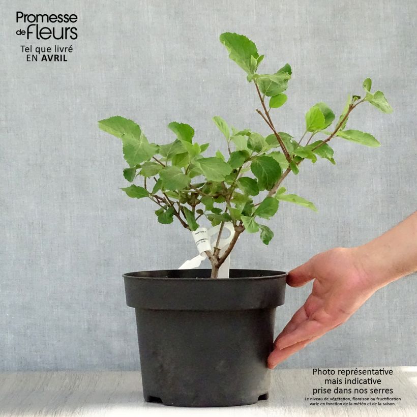 Viburnum carlcephalum - Viburno Maceta 3L/4L Ejemplar entregado en la primavera