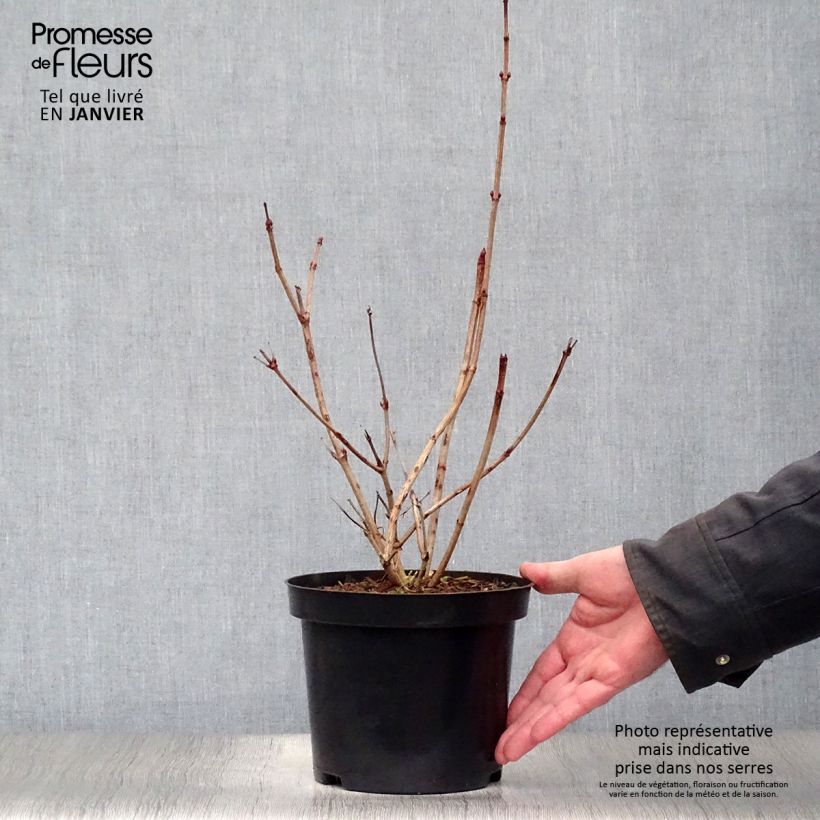 Viburnum opulus Roseum Maceta 2L/3L Ejemplar entregado en invierno