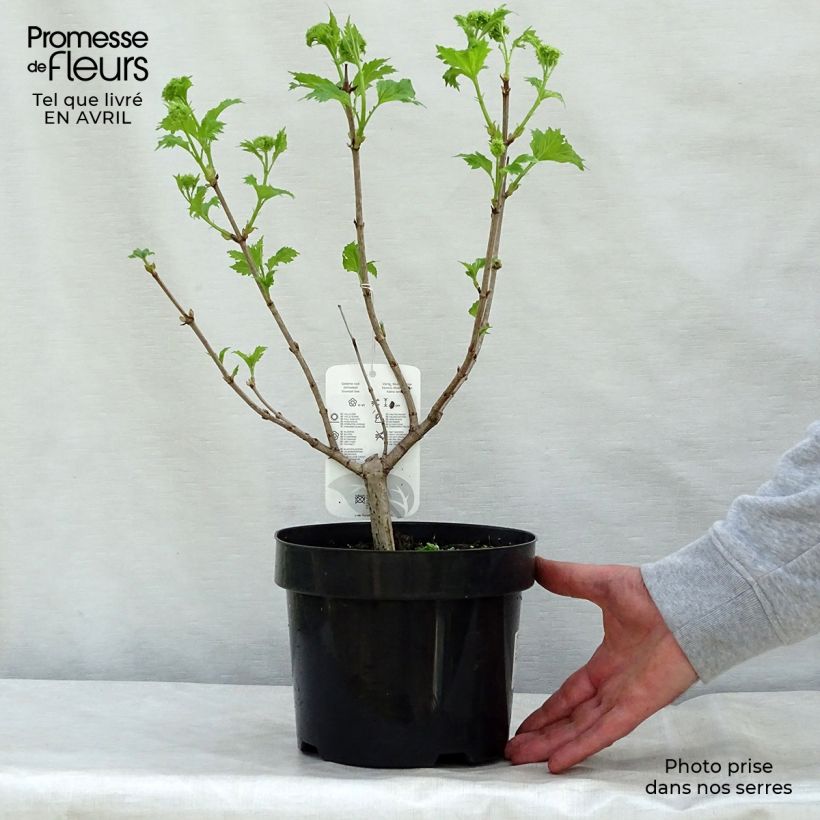 Viburnum opulus Roseum Maceta 2L/3L Ejemplar entregado en la primavera