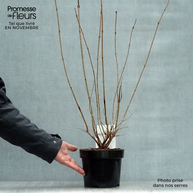 Ejemplar de Viburnum opulus Roseum Maceta 2L/3L entregado en otoño