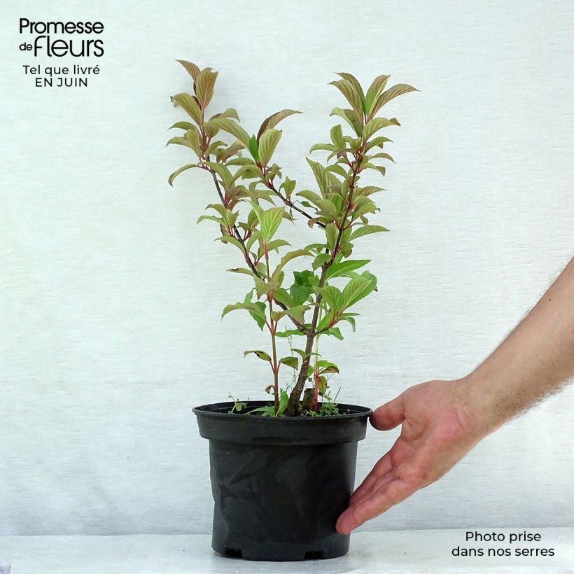 Ejemplar de Viburnum bodnantense Charles Lamont - Viburno Maceta 3L/4L entregado en verano