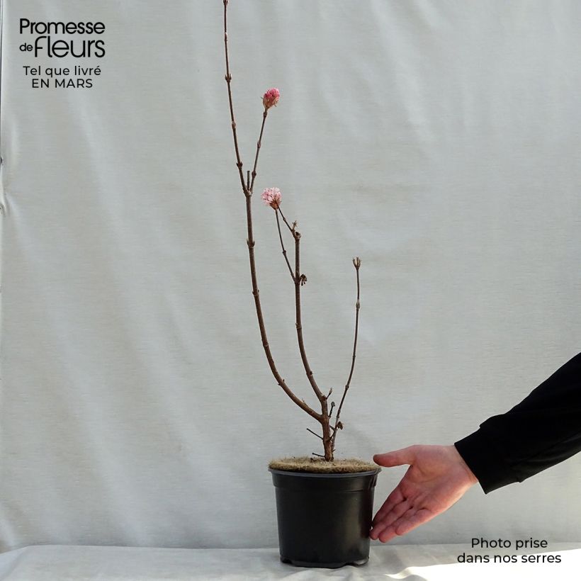Viburnum bodnantense Charles Lamont - Viburno Maceta 3L/4L Ejemplar entregado en la primavera