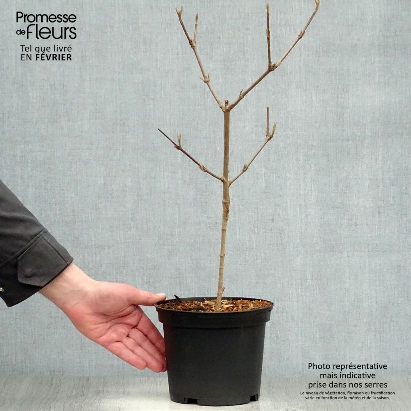 Viburnum carlesii Caprifoliaceae - Viburno Maceta 2L/3L Ejemplar entregado en invierno