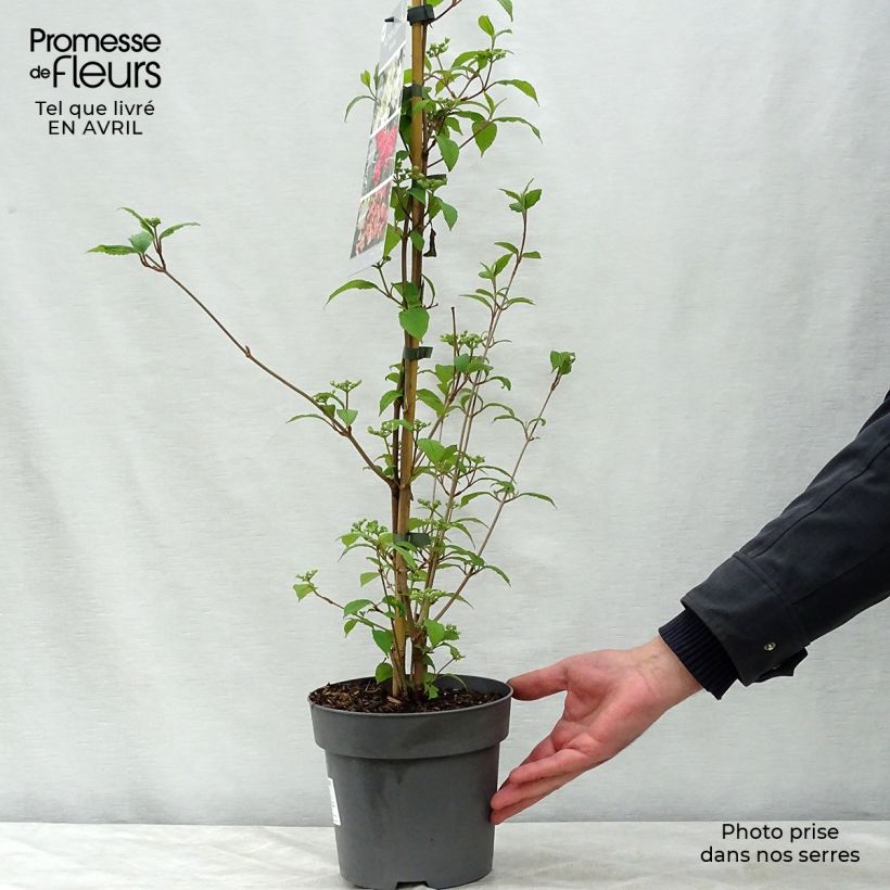 Viburnum plicatum Kilimanjaro Sunrise - Viburno de China Maceta 2L/3L Ejemplar entregado en la primavera