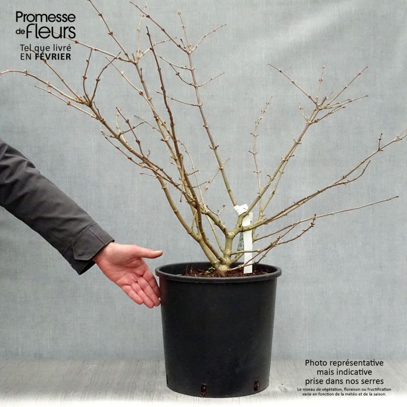 Viburnum plicatum Mariesii - Viburno de China Maceta 12L/15L Ejemplar entregado en invierno