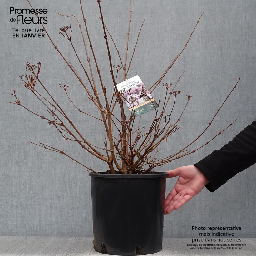 Viburnum plicatum f. tomentosum Molly Schroeder - Viburno de China Maceta 7,5L/10L Ejemplar entregado en invierno