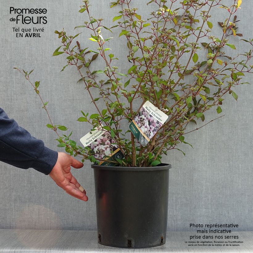 Viburnum plicatum f. tomentosum Molly Schroeder - Viburno de China Maceta 7,5L/10L Ejemplar entregado en la primavera