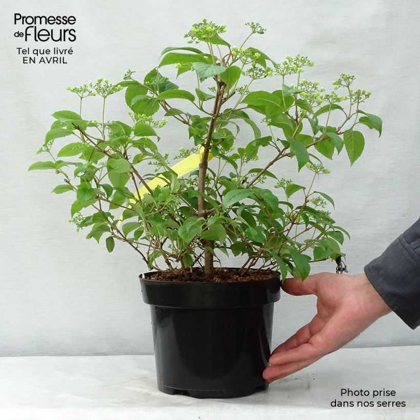Viburnum plicatum mariesii Shasta - Viburno de China Maceta 3L/4L Ejemplar entregado en la primavera