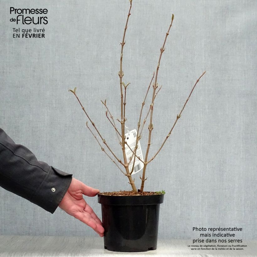 Viburnum plicatum Tomentosum - Viburno de China Maceta 2L/3L Ejemplar entregado en invierno
