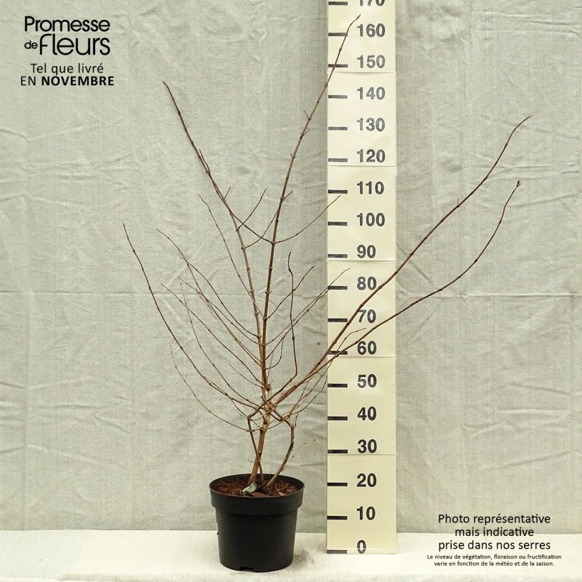 Ejemplar de Viburnum plicatum Tomentosum - Viburno de China Maceta 7,5L/10L entregado en otoño